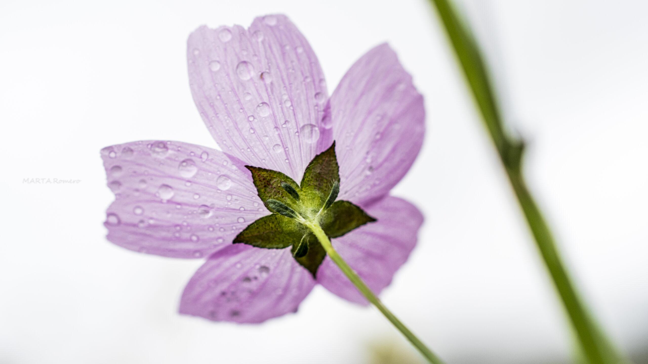 FLOR 2 scaled | Quilamas Psicología